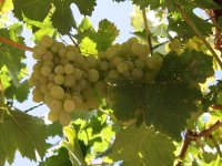 Зеленоватые операции на винограднике